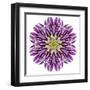 Kaleidoscopic Chrystanthemum Flower Mandala-tr3gi-Framed Art Print