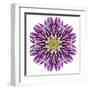 Kaleidoscopic Chrystanthemum Flower Mandala-tr3gi-Framed Art Print