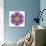 Kaleidoscopic Chrystanthemum Flower Mandala-tr3gi-Art Print displayed on a wall