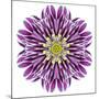 Kaleidoscopic Chrystanthemum Flower Mandala-tr3gi-Mounted Art Print