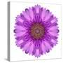Kaleidoscopic Chrystanthemum Flower Mandala-tr3gi-Stretched Canvas