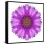 Kaleidoscopic Chrystanthemum Flower Mandala-tr3gi-Framed Stretched Canvas