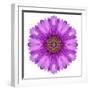 Kaleidoscopic Chrystanthemum Flower Mandala-tr3gi-Framed Premium Giclee Print