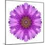 Kaleidoscopic Chrystanthemum Flower Mandala-tr3gi-Mounted Premium Giclee Print