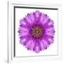 Kaleidoscopic Chrystanthemum Flower Mandala-tr3gi-Framed Premium Giclee Print