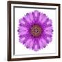 Kaleidoscopic Chrystanthemum Flower Mandala-tr3gi-Framed Premium Giclee Print