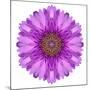 Kaleidoscopic Chrystanthemum Flower Mandala-tr3gi-Mounted Premium Giclee Print