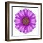 Kaleidoscopic Chrystanthemum Flower Mandala-tr3gi-Framed Art Print