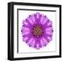 Kaleidoscopic Chrystanthemum Flower Mandala-tr3gi-Framed Art Print