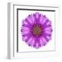 Kaleidoscopic Chrystanthemum Flower Mandala-tr3gi-Framed Art Print