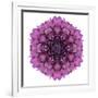 Kaleidoscopic Chrystanthemum Flower Mandala-tr3gi-Framed Premium Giclee Print