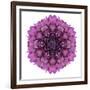 Kaleidoscopic Chrystanthemum Flower Mandala-tr3gi-Framed Premium Giclee Print