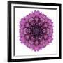 Kaleidoscopic Chrystanthemum Flower Mandala-tr3gi-Framed Premium Giclee Print