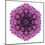 Kaleidoscopic Chrystanthemum Flower Mandala-tr3gi-Mounted Art Print