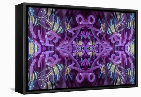 Kaleidoscopic image of Banggai cardinalfish in sea anemone, North Sulawesi, Indonesia-Georgette Douwma-Framed Stretched Canvas
