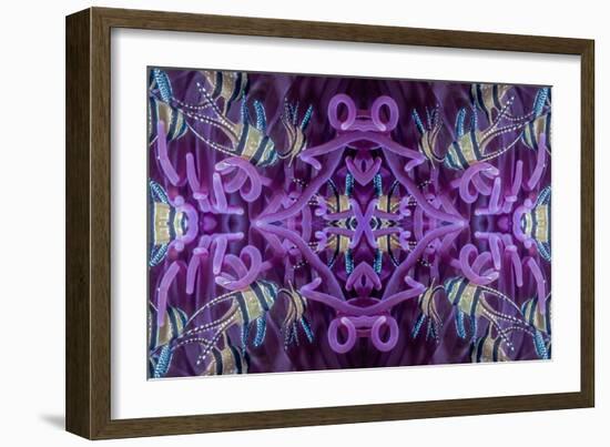 Kaleidoscopic image of Banggai cardinalfish in sea anemone, North Sulawesi, Indonesia-Georgette Douwma-Framed Photographic Print