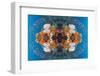 Kaleidoscopic image of Coral reef scenery with gorgonian and Lyretail anthias, Indonesia-Georgette Douwma-Framed Photographic Print