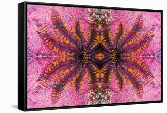 Kaleidoscopic image of crinoid or feather star on gorgonian-Georgette Douwma-Framed Stretched Canvas