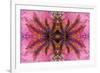 Kaleidoscopic image of crinoid or feather star on gorgonian-Georgette Douwma-Framed Photographic Print