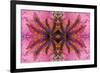 Kaleidoscopic image of crinoid or feather star on gorgonian-Georgette Douwma-Framed Photographic Print