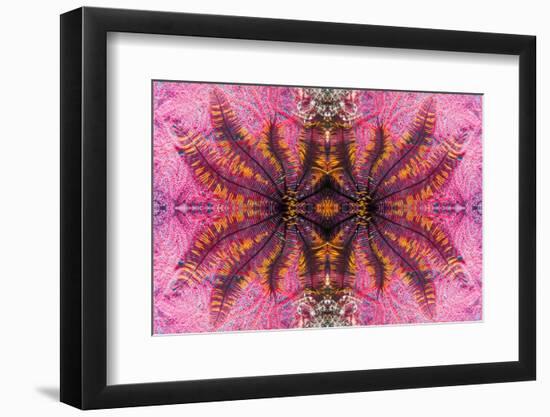 Kaleidoscopic image of crinoid or feather star on gorgonian-Georgette Douwma-Framed Photographic Print