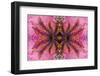 Kaleidoscopic image of crinoid or feather star on gorgonian-Georgette Douwma-Framed Photographic Print