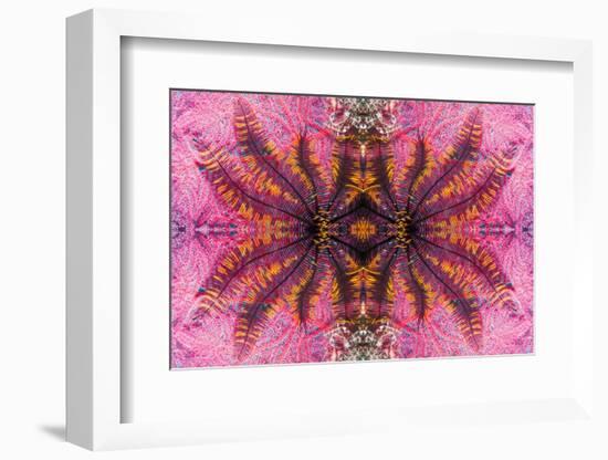 Kaleidoscopic image of crinoid or feather star on gorgonian-Georgette Douwma-Framed Photographic Print