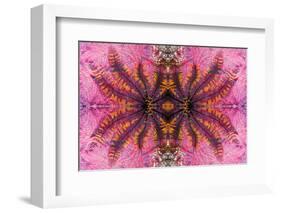 Kaleidoscopic image of crinoid or feather star on gorgonian-Georgette Douwma-Framed Photographic Print