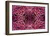 Kaleidoscopic image of dark red-spined brittle star, Indonesia-Georgette Douwma-Framed Photographic Print