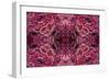 Kaleidoscopic image of dark red-spined brittle star, Indonesia-Georgette Douwma-Framed Photographic Print