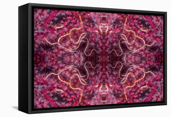 Kaleidoscopic image of dark red-spined brittle star, Indonesia-Georgette Douwma-Framed Stretched Canvas