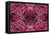 Kaleidoscopic image of dark red-spined brittle star, Indonesia-Georgette Douwma-Framed Stretched Canvas