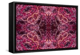 Kaleidoscopic image of dark red-spined brittle star, Indonesia-Georgette Douwma-Framed Stretched Canvas