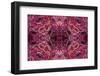 Kaleidoscopic image of dark red-spined brittle star, Indonesia-Georgette Douwma-Framed Photographic Print