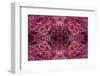 Kaleidoscopic image of dark red-spined brittle star, Indonesia-Georgette Douwma-Framed Photographic Print