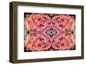 Kaleidoscopic image of Soft coral, Indonesia-Georgette Douwma-Framed Photographic Print