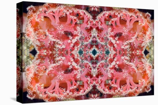 Kaleidoscopic image of Soft coral, Indonesia-Georgette Douwma-Stretched Canvas