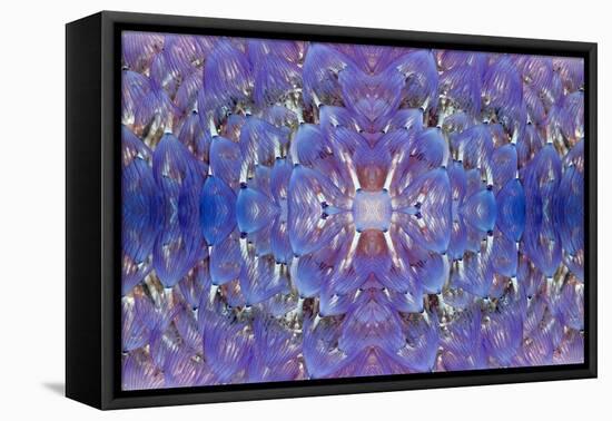 Kaleidoscopic image of Variegated feather duster, Philippines-Georgette Douwma-Framed Stretched Canvas