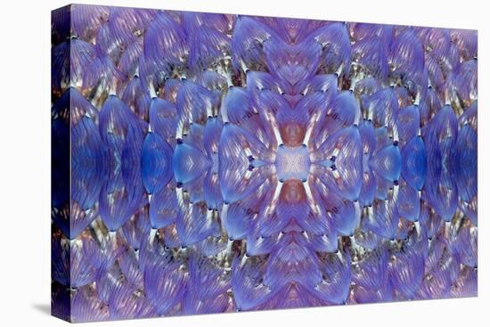 Kaleidoscopic image of Variegated feather duster, Philippines-Georgette Douwma-Stretched Canvas