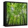 Canvas Black