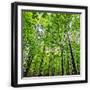 Black Frame