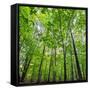 Canvas Black