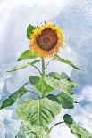 Summer Sunflower-Kali Wilson-Art Print