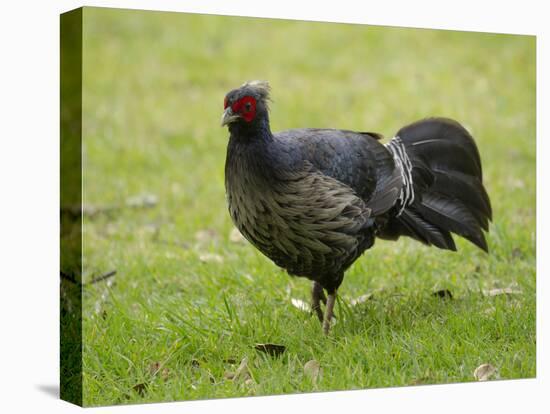 Kalij pheasant, Lophura leucomelanos, Volcano National Park, Hawaii-Maresa Pryor-Stretched Canvas