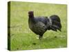 Kalij pheasant, Lophura leucomelanos, Volcano National Park, Hawaii-Maresa Pryor-Stretched Canvas