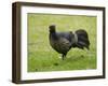 Kalij pheasant, Lophura leucomelanos, Volcano National Park, Hawaii-Maresa Pryor-Framed Photographic Print