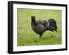 Kalij pheasant, Lophura leucomelanos, Volcano National Park, Hawaii-Maresa Pryor-Framed Photographic Print