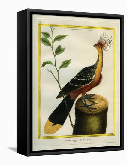 Kalij Pheasant-Georges-Louis Buffon-Framed Stretched Canvas