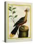 Kalij Pheasant-Georges-Louis Buffon-Stretched Canvas