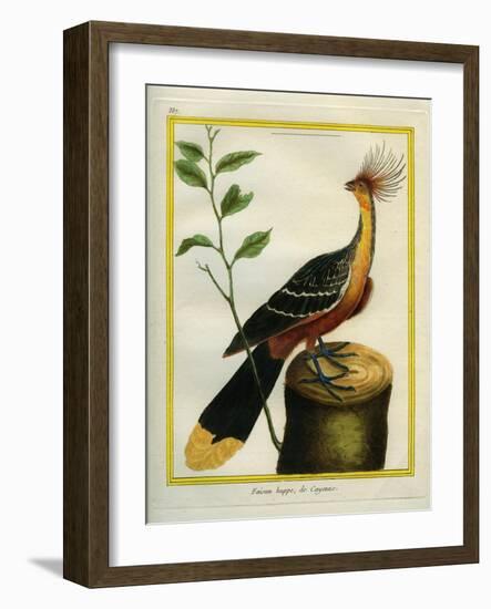 Kalij Pheasant-Georges-Louis Buffon-Framed Giclee Print